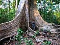 HO CHI MINH - CAT TIEN NATIONAL PARK THE RESERVE OF NATURAL RESOURCES